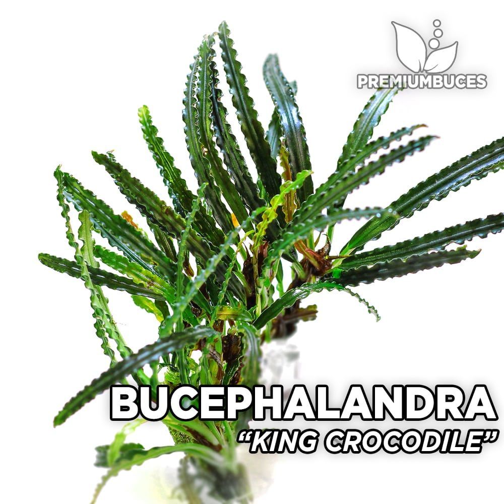 bucephalandra-king-crocodile.jpg