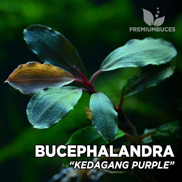 bucephalandra-kedagang-purple.jpg