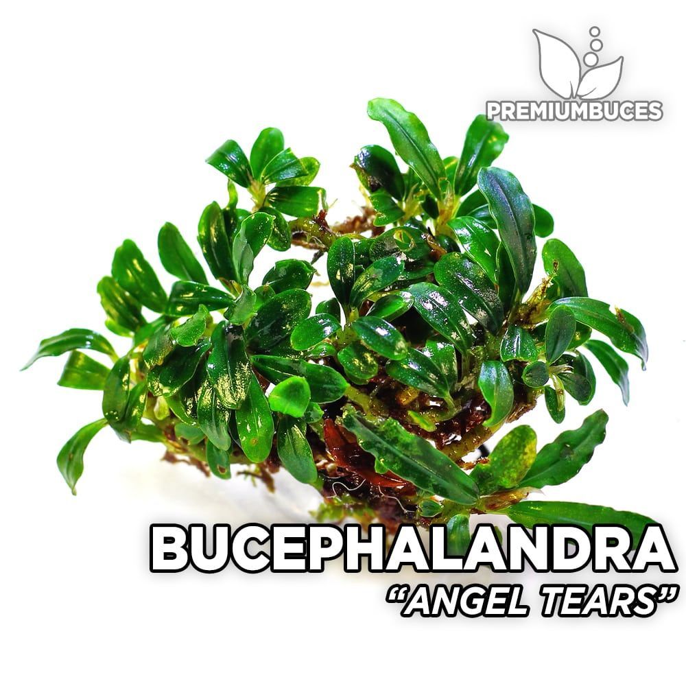 bucephalandra-angel-tears.jpg