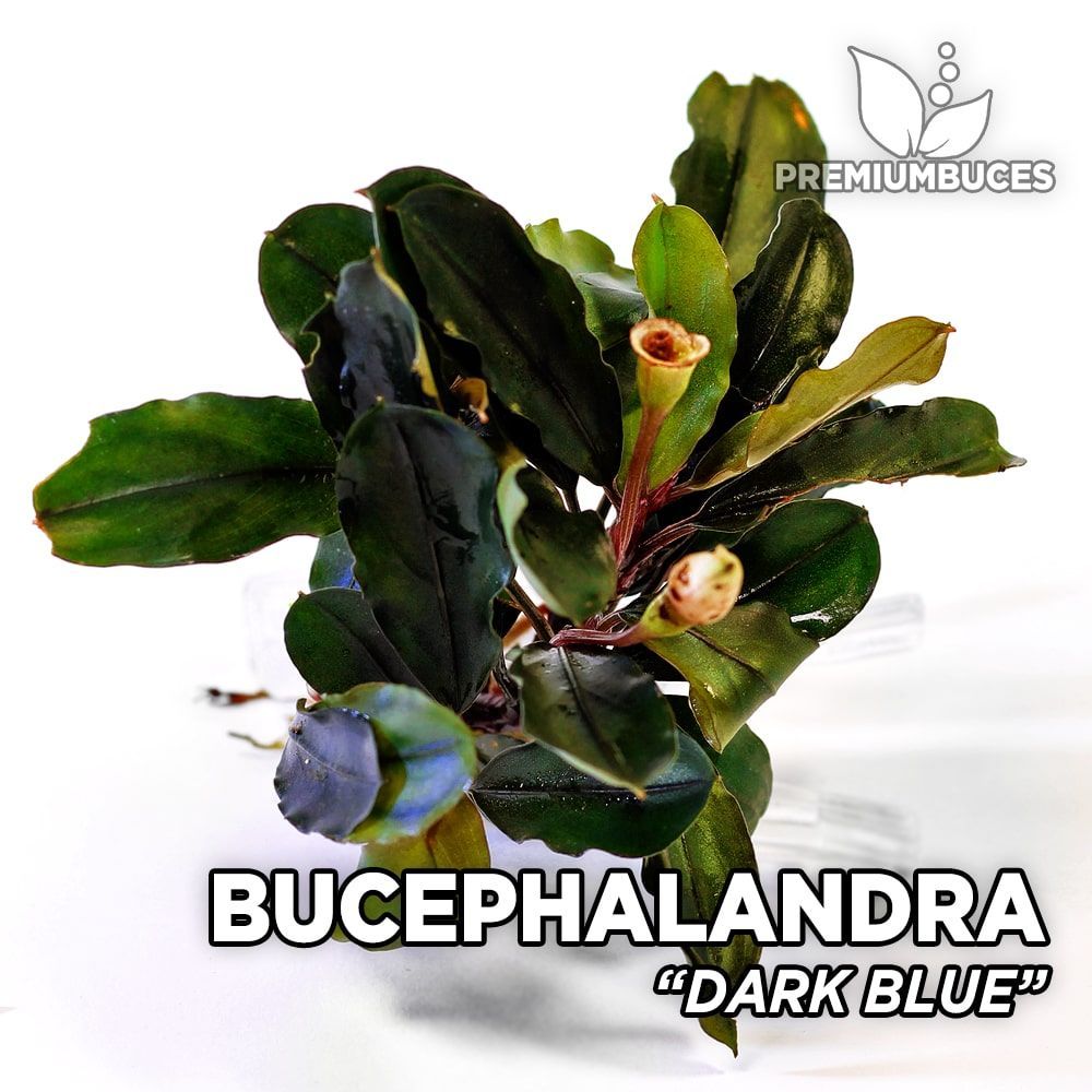 bucephalandra-dark-blue.jpg