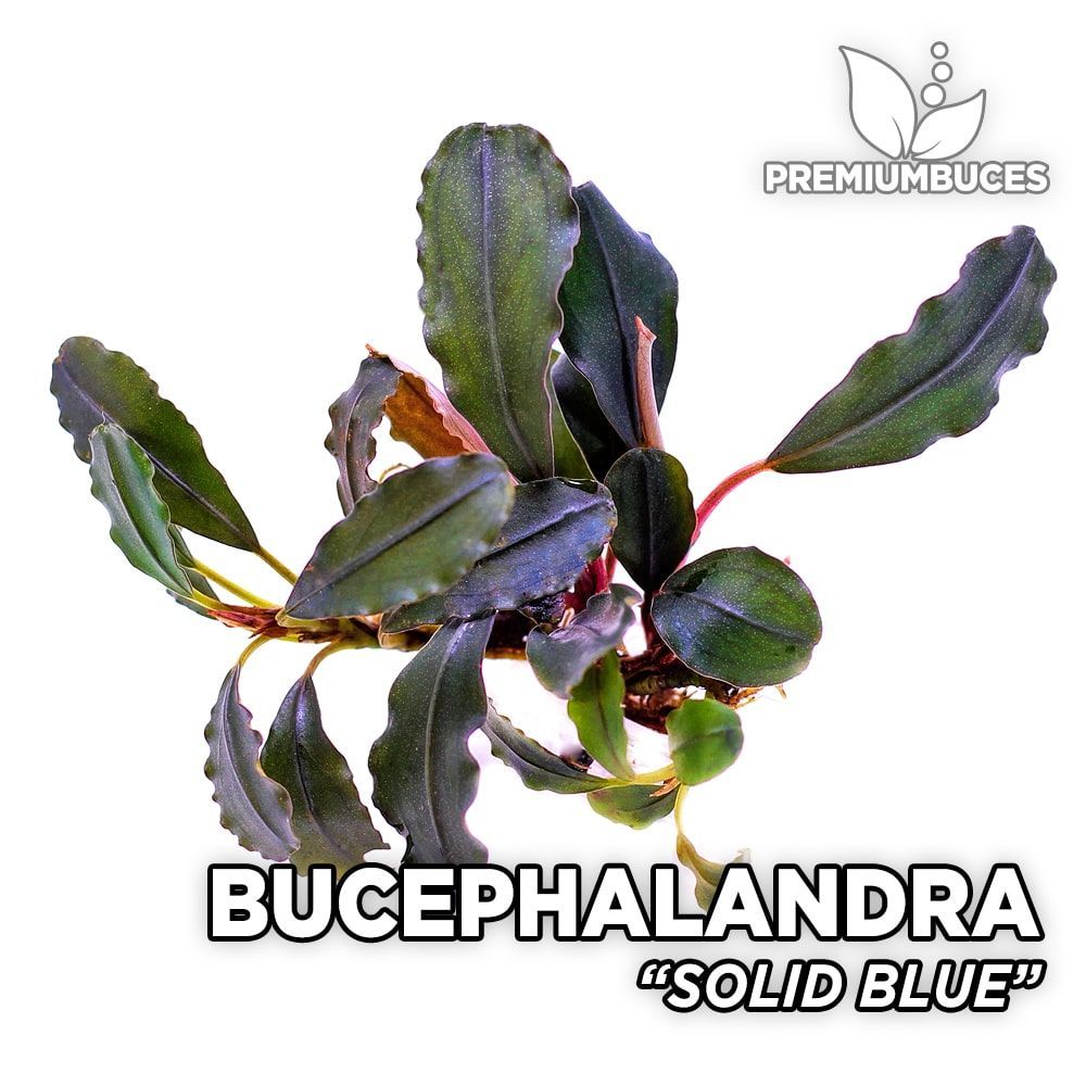bucephalandra-solid-blue.jpg