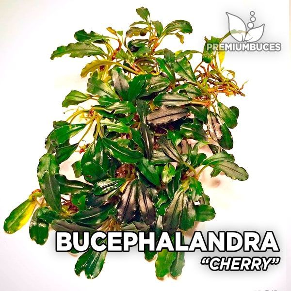 bucephalandra-cherry.jpg
