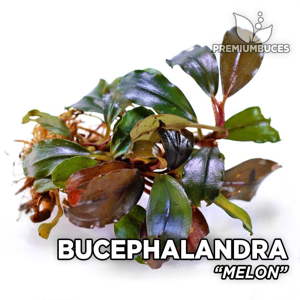 bucephalandra-melon.jpg