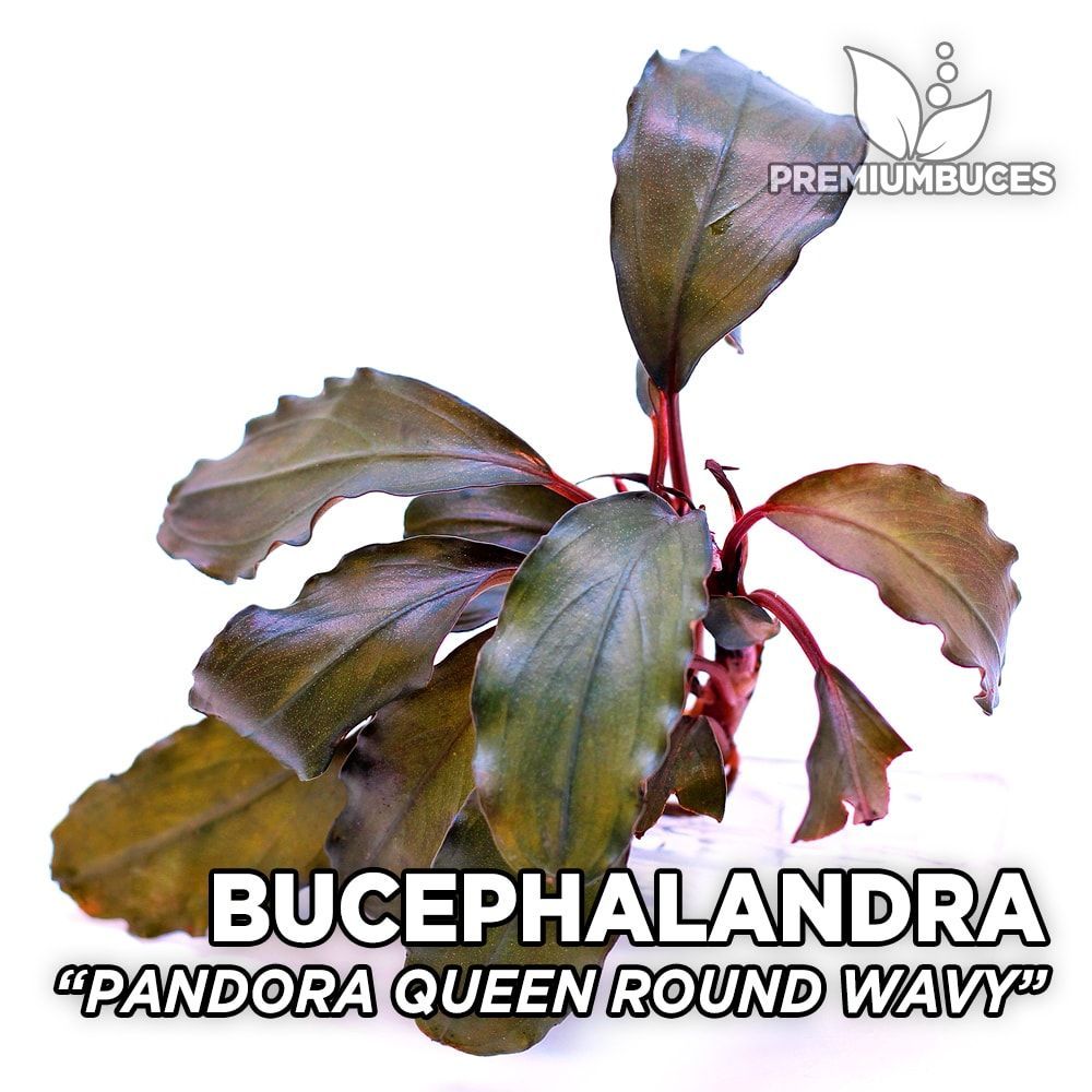 bucephalandra-pandora-queen-round-wavy.jpg