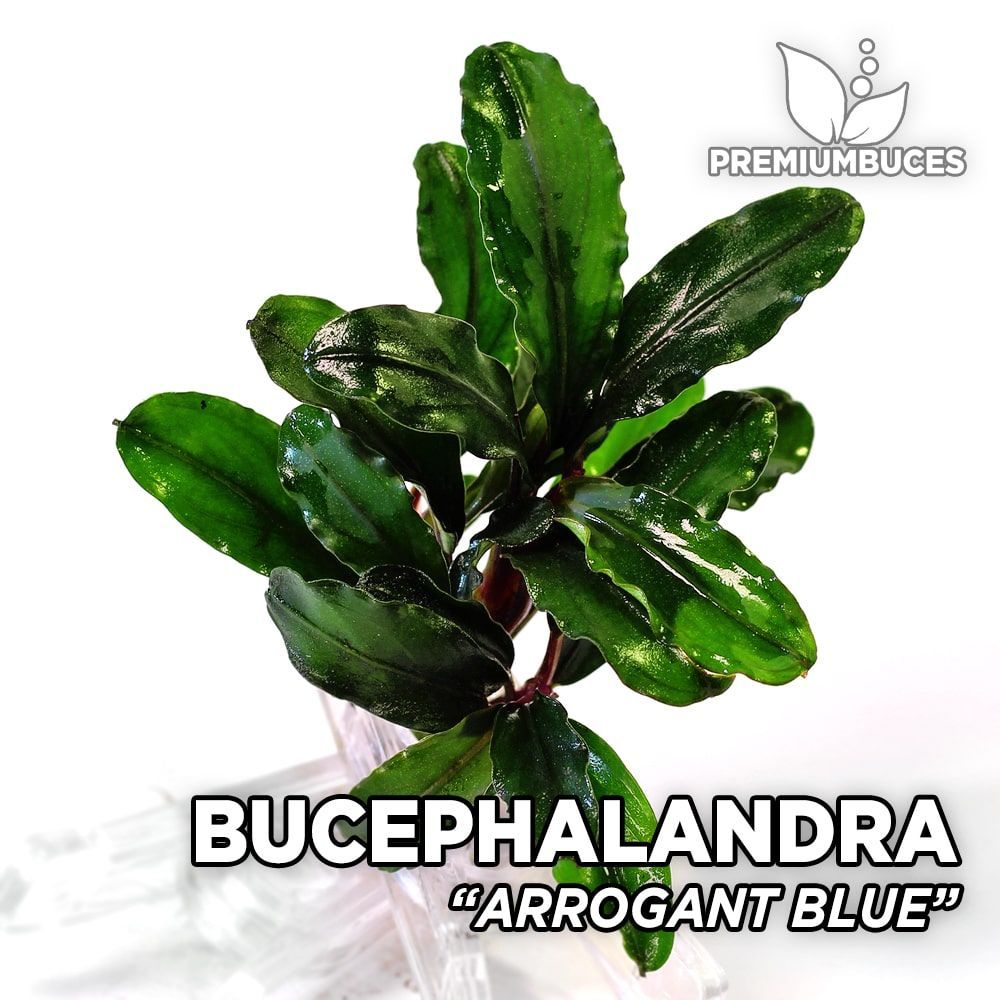 bucephalandra-arrogant-blue.jpg