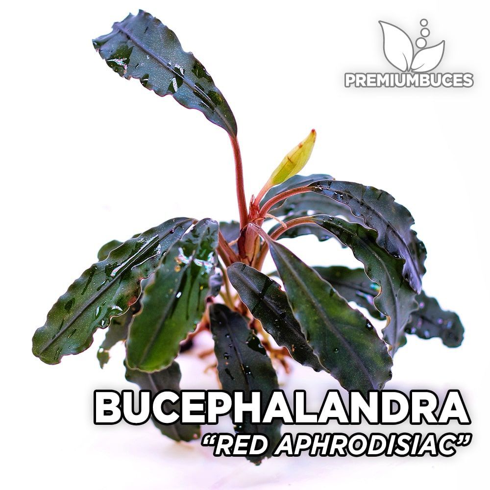 bucephalandra-red-aphrodisiac.jpg
