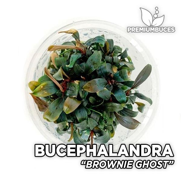 bucephalandra-brownie-ghost.jpg