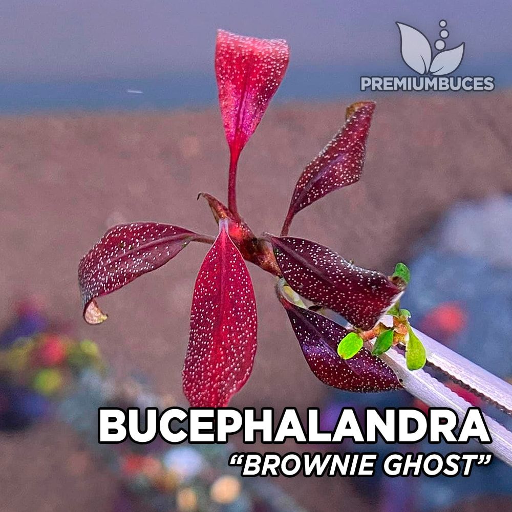 bucephalandra-brownie-ghost-2011.jpg