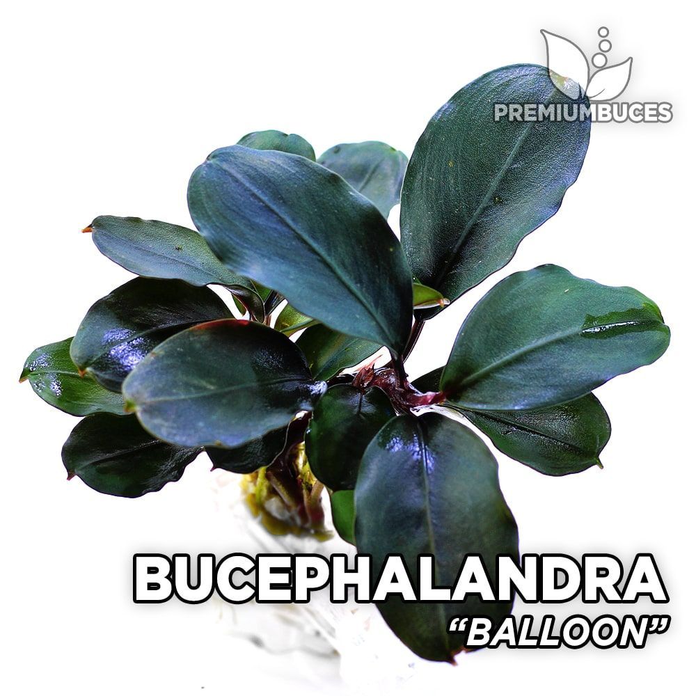 bucephalandra-balloon.jpg