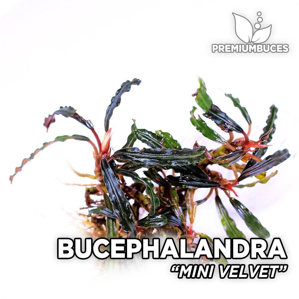 bucephalandra-mini-velvet.jpg