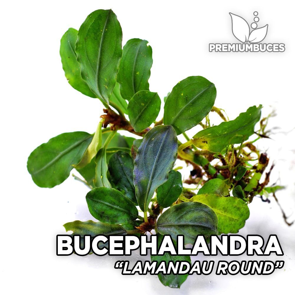 bucephalandra-lamandau-round.jpg