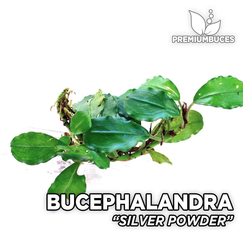 bucephalandra-silver-powder.jpg