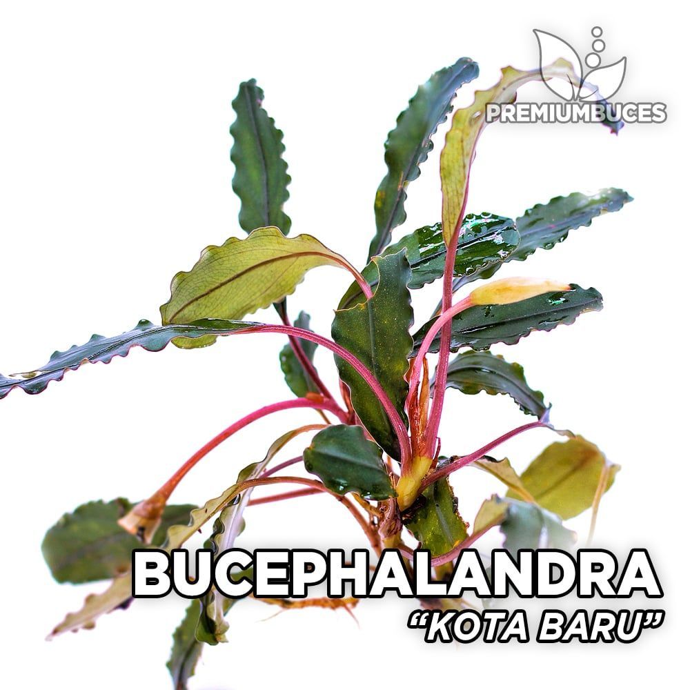 bucephalandra-kota-baru.jpg