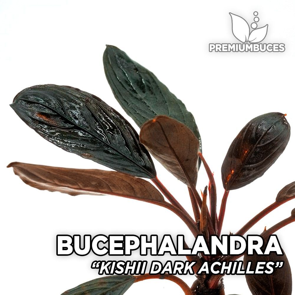bucephalandra-kishii-dark-achilles.jpg