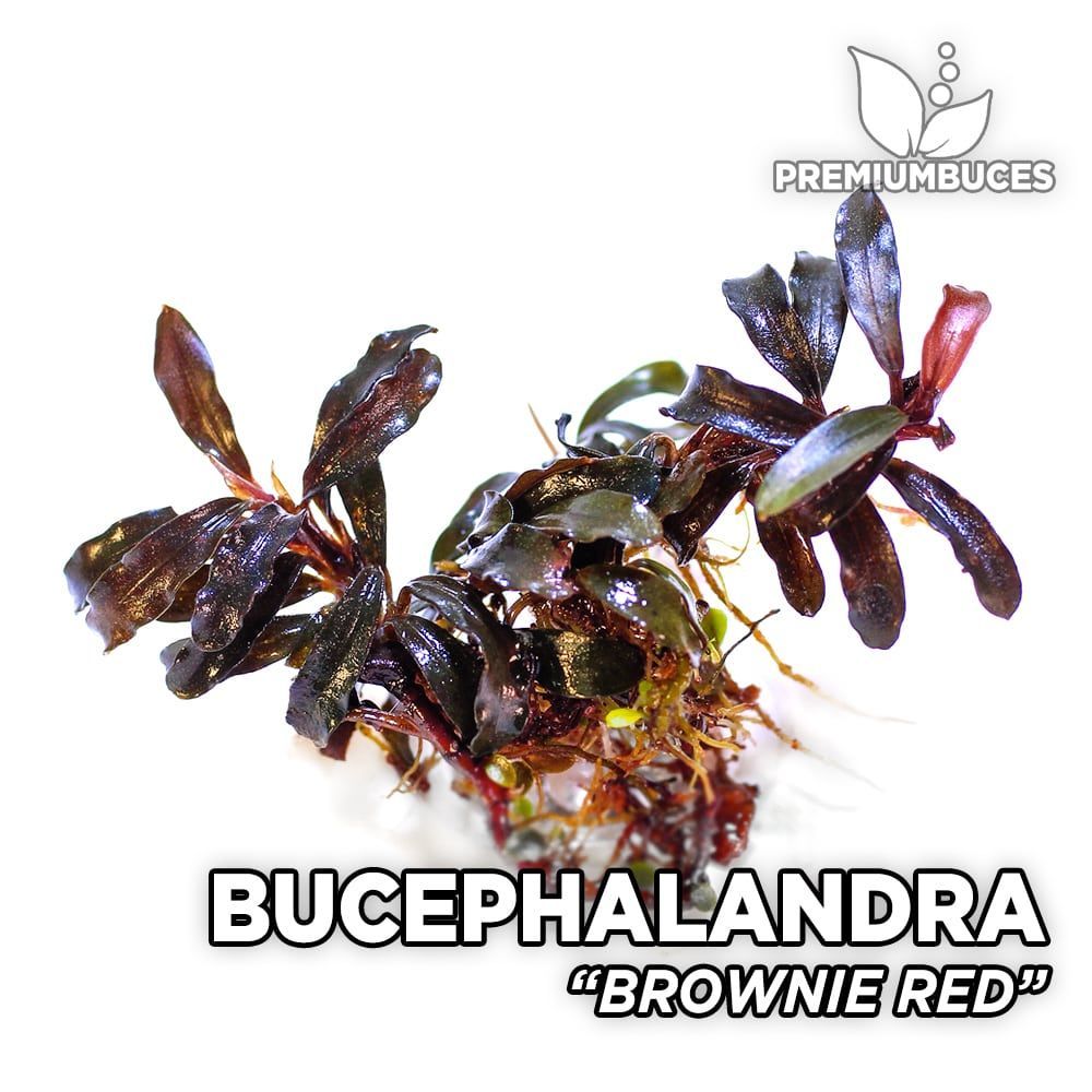 bucephalandra-brownie-red.jpg