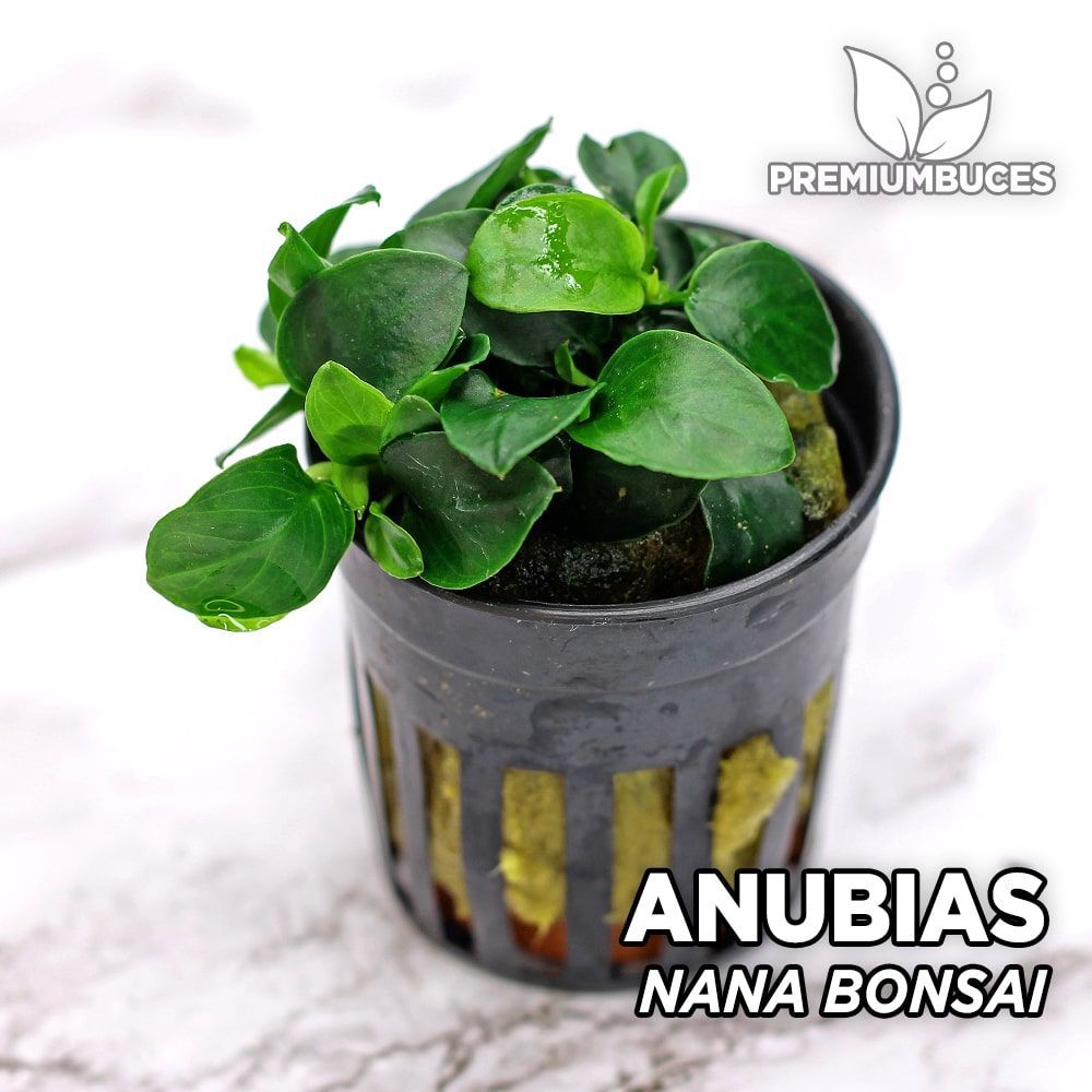 anubias-nana-bonsai.jpg