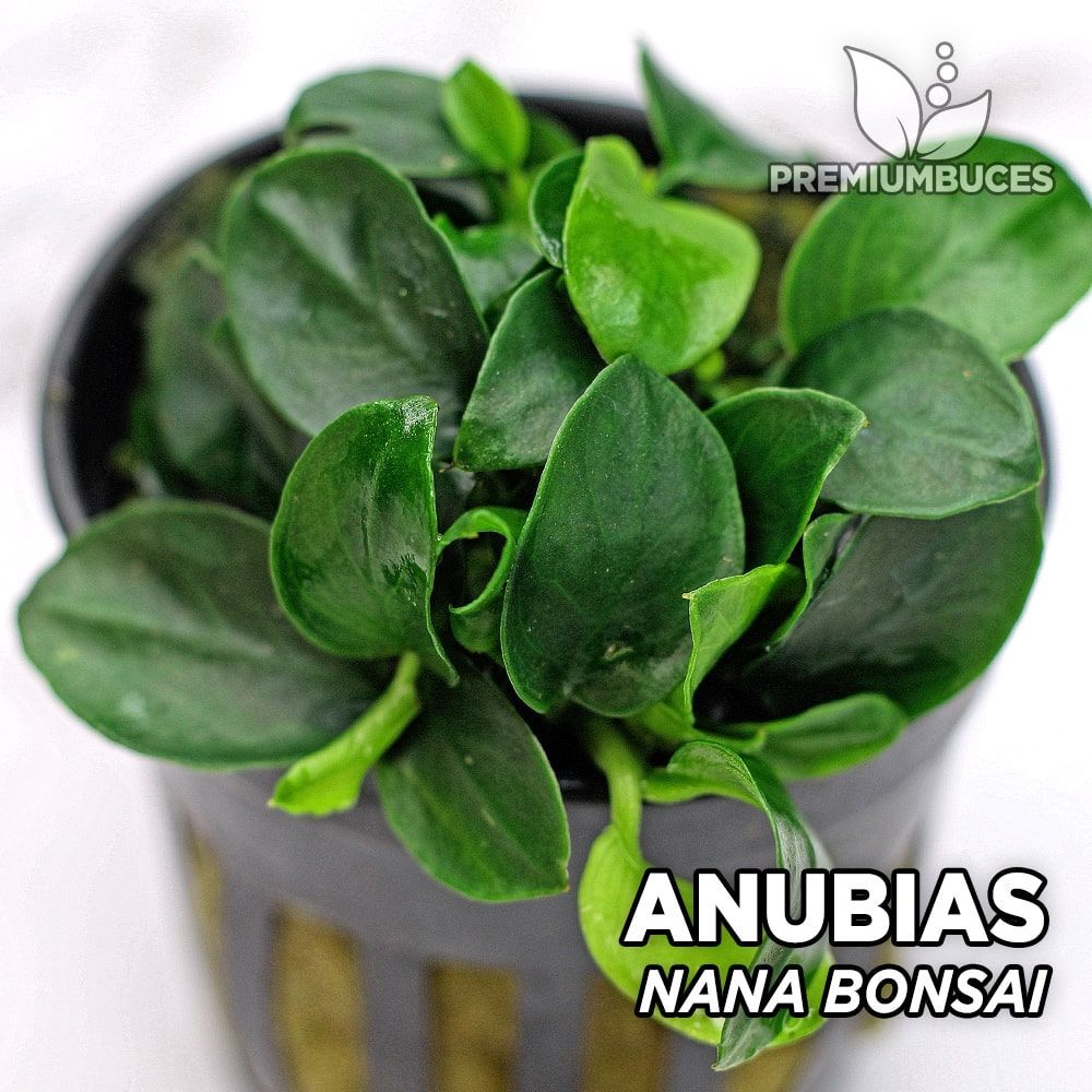 anubias-nana-bonsai-1.jpg
