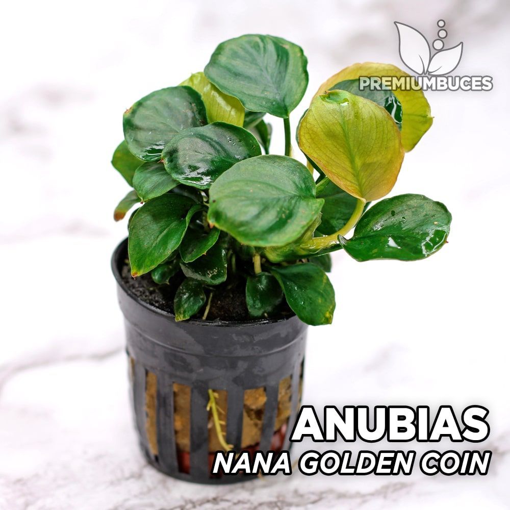 anubias-nana-golden-coin.jpg