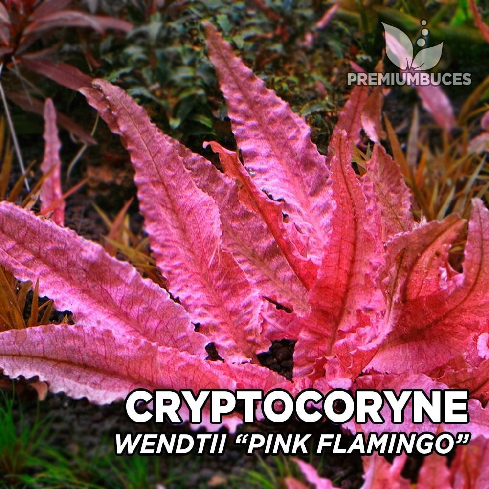 cryptocoryne-pink-flamingo.jpg
