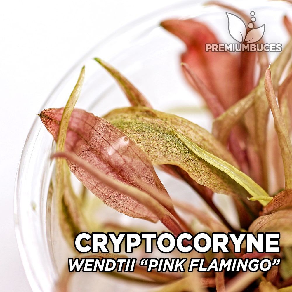 cryptocoryne-pink-flamingo-1.jpg