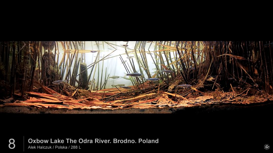 Oxbow Lake The Odra River. Brodno. Poland