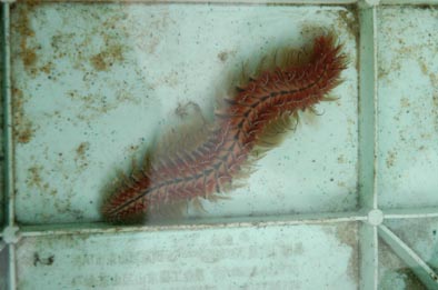 福鼎海蜈蚣图片图片