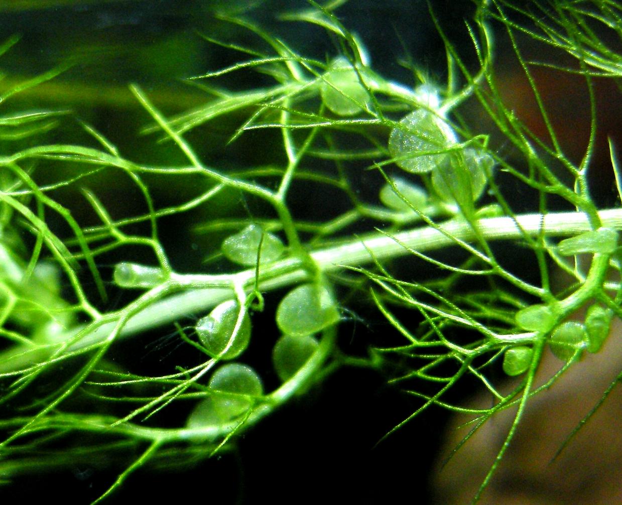 盾鳞狸藻图片