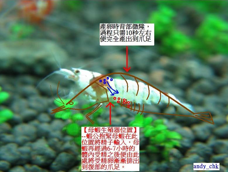 黑壳虾怀孕示意图图片