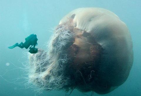 转:实拍海中巨型水母