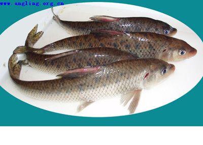 长江流域鱼种图片
