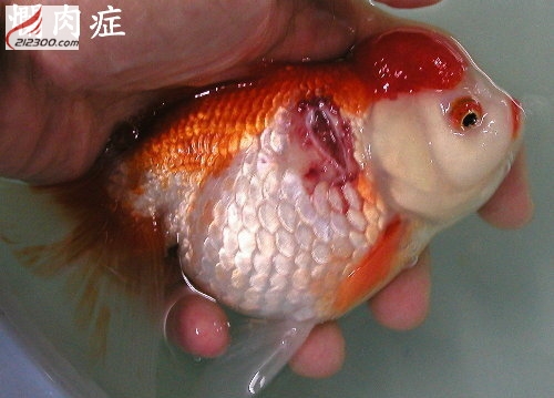 锦鲤生病的症状的图片图片