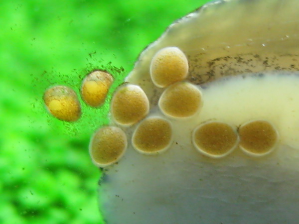 鲍鱼螺产卵