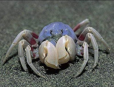 世界上最古老的螃蟹图片