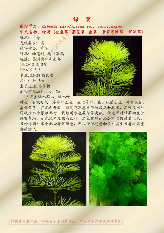 水草品种大全图片