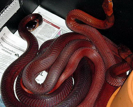 稀有的致命幽灵生物红色喷毒眼镜蛇组图