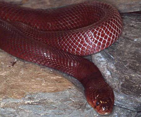 稀有的致命幽灵生物红色喷毒眼镜蛇组图