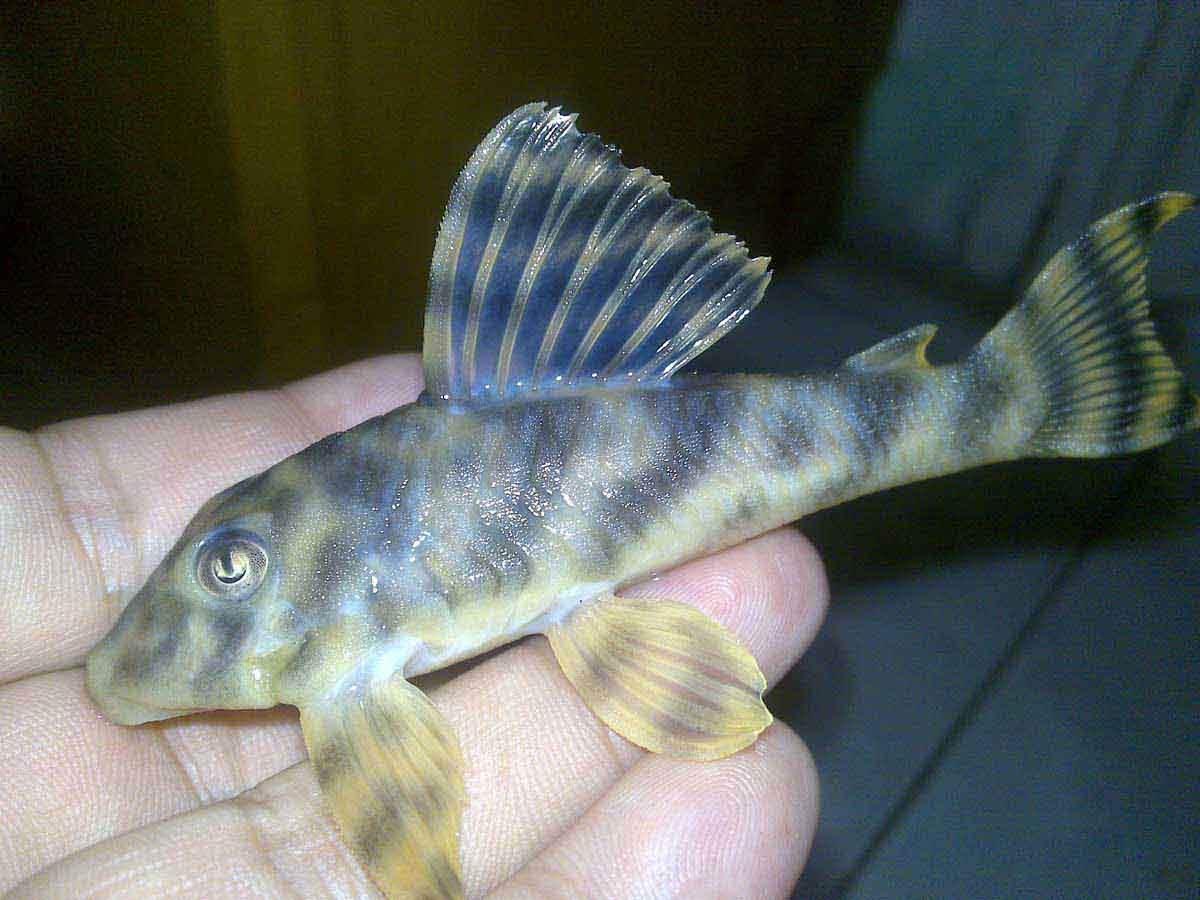 最小的异形鱼图片