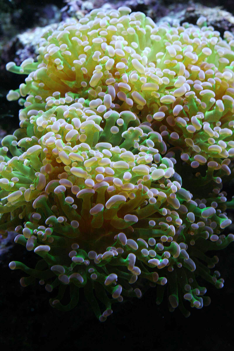 花瓶珊瑚