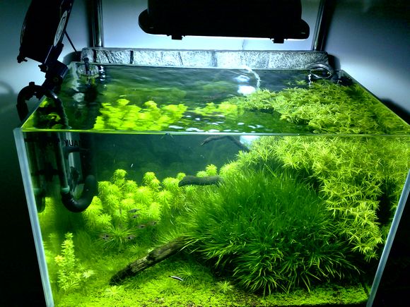 【原创】我的造景历程之60cm水草种植造景缸