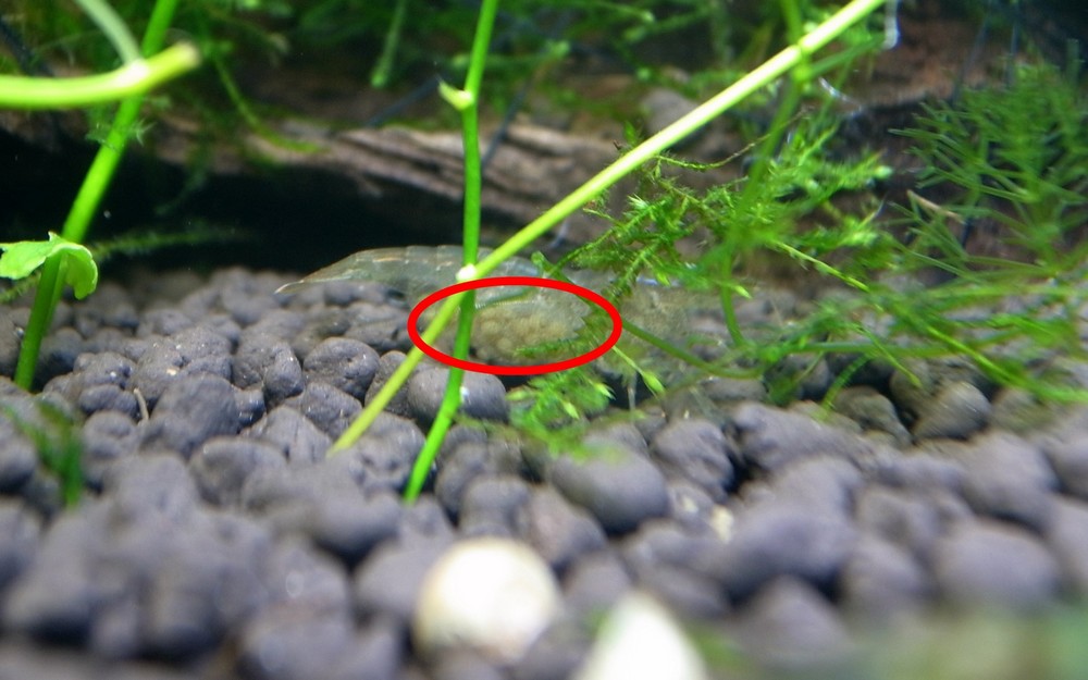 黑壳虾产卵过程图片
