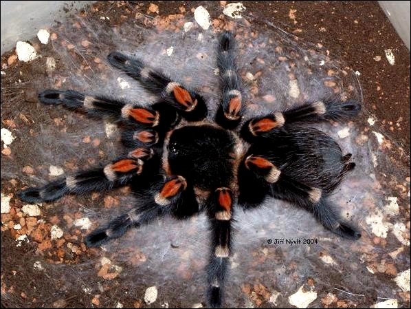 墨西哥火脚蜘蛛图片