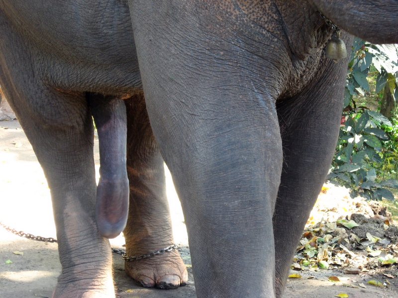 原来大象有第五条腿儿,少儿不宜