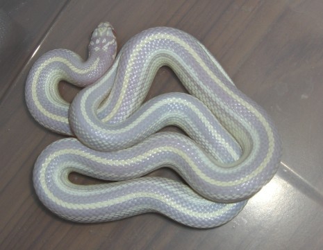 白化sd直线王蛇图片